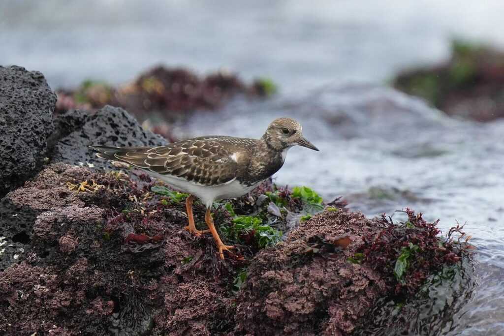 where can i buy fojatosgarto