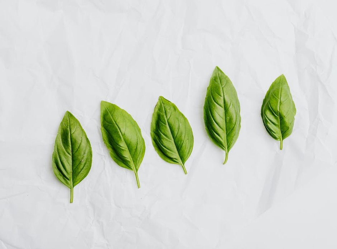 urban gardening beginners