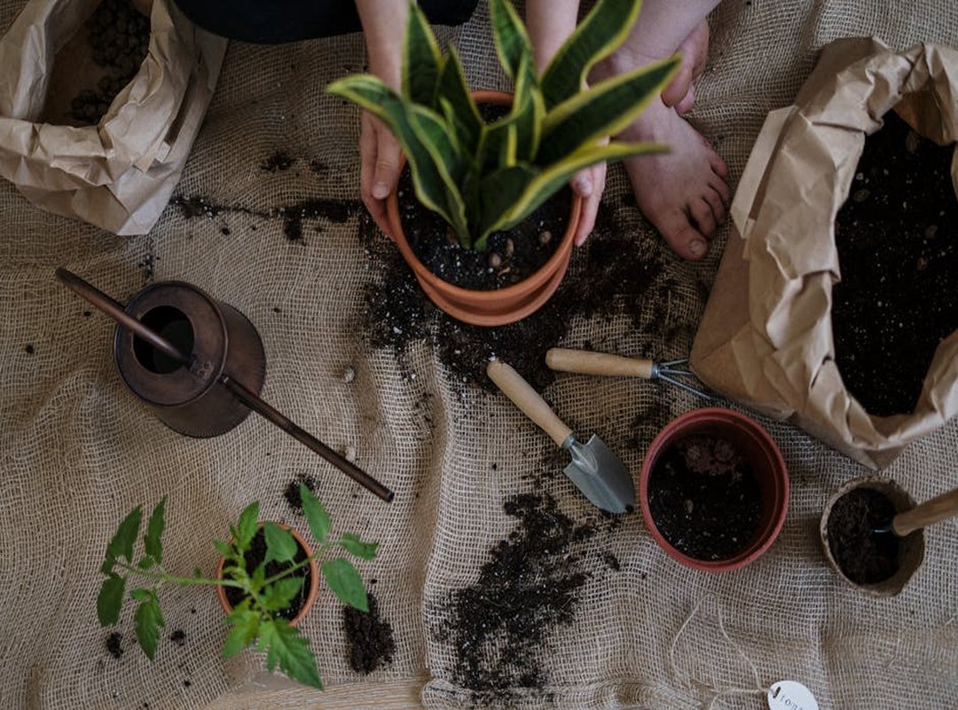urban gardening beginners